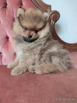 Pomeranian s PP - 5