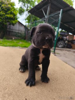 Šteniatka Cane Corso - 5