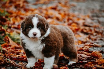 Miniatúrny americký ovčiak - 5