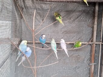 Predám vtáctvo - 5