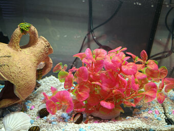 akvárium - kompet aj s rybičkami - 5