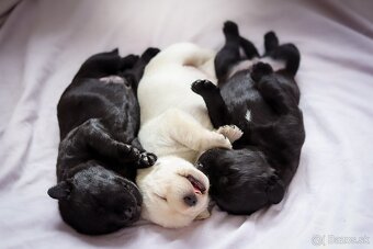 KRYTIE - Labrador retriever s PP - 5