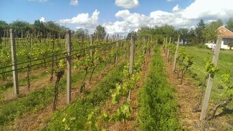 Predaj vinice 2705 m2, Levice-Kalinčiakovo nad kúpaliskom - 5