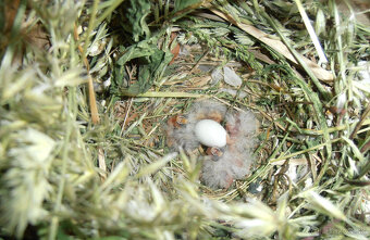 Predám zebričky - 5