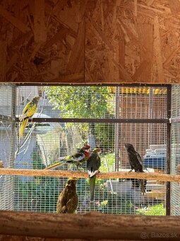 Rozela pestrá čierna straka - 5