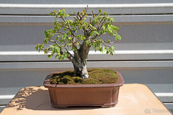 bonsai, bonsaj, Hrab - 5