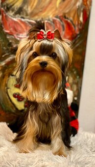 Yorkshire terrier, yorkie, mini yorkshire - 5