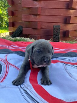 Amstaff - 5