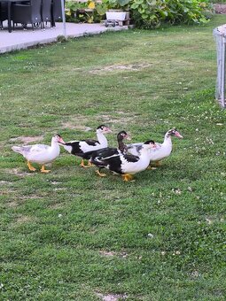 Čínske kačice, indické bezce. - 5