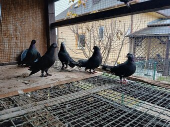 Východoslovenský kotrmeliak - 5