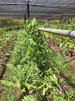 Prémiová vanilka z Maurícia - 5