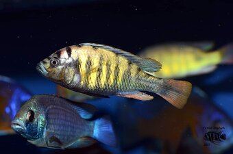 Africké cichlidy Malawi - 5