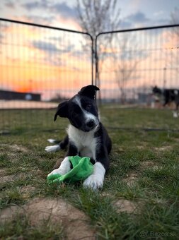 Border kólia s PP - 5