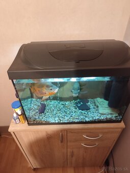 Predám 100 L akvárium aj s rybami. - 5