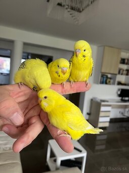 Andulka TCB Maznačik - 5