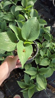 Hosta - funkia - 5