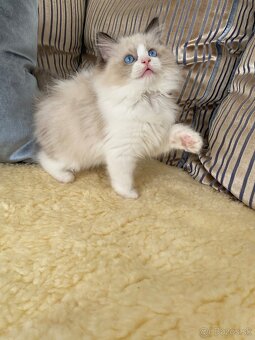 Ragdoll - 5