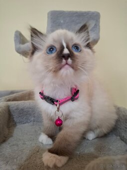 Ragdoll mačiatka - 5