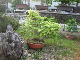 bonsai,bonsaj-hrab 9 - 5