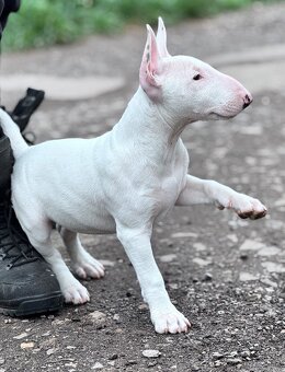 Miniatúrny Bulterier / bullterrier - 5