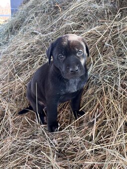 Darujem steniatka - 5