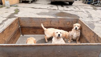 Zlatý retriever - 5