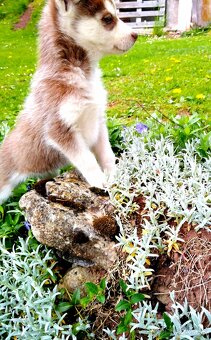 Sibirsky husky hasky - 5