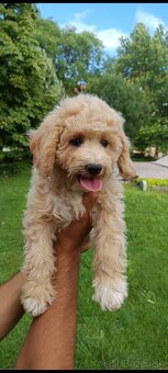 Maltipoo - 5