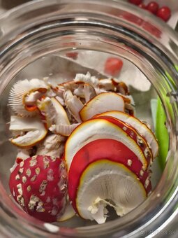 Tinktúra z muchotrávky červenej - 5