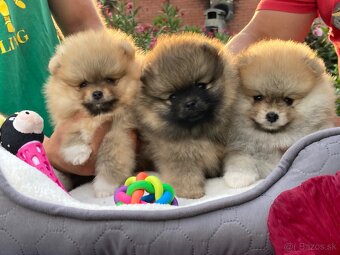 Pomeranian s PP FCI - 5