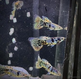 gupky (čisté formy) - 5