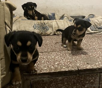 Krížený Juck Russel terier vs Jazvečík - 5