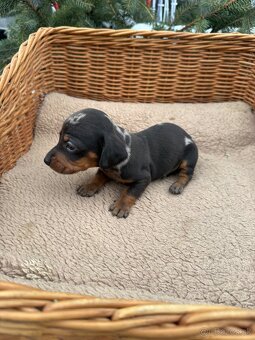 Krátkosrstý jazvečík - 5