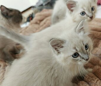 Mačiatka Ragdoll - 5