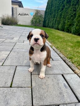 Americký Stafordšírsky teriér s PP 🐾🩷🩵🐶 - 5