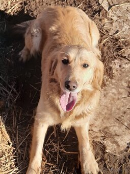 Zlaty retriever - 5