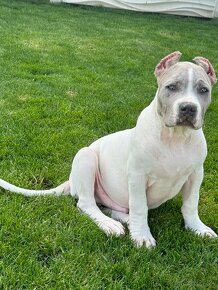 American Bully XL -XXL s pp - 5