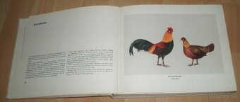 Atlas plemien hydiny - 5