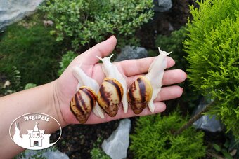 Africké slimáky Archachatina marginata ovum albino Achatina - 5