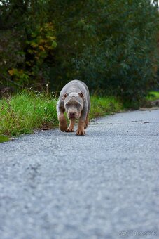 American Bully XL (Pitbull XXL) - 5