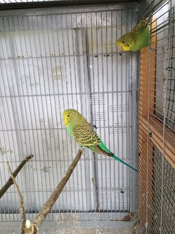 Predám mladé andulky - 5