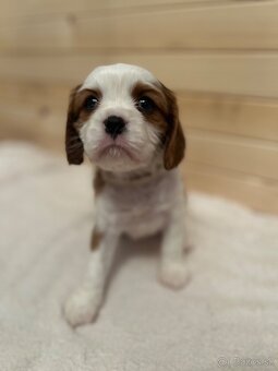 Cavalier King Charles Španiel - 5