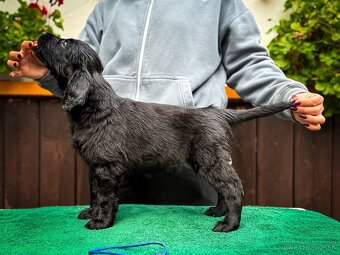 Flat Coated Retriever s PP - 5