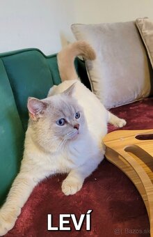 ŠKÓTSKE MAČKY s PP/ F. TICA - 5