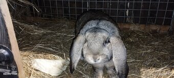 Králik -Francuzsky baran - 5