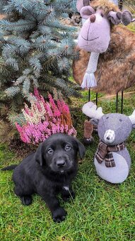 Steniatka Labrador - 5