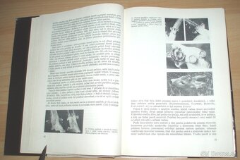 Srnčí zvěř - 5