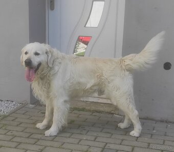 Zlatý retriever - 5