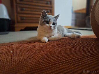 Britská bicolor mačička s PP už k odberu - 5