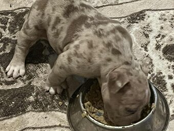 American bully pocket - 5